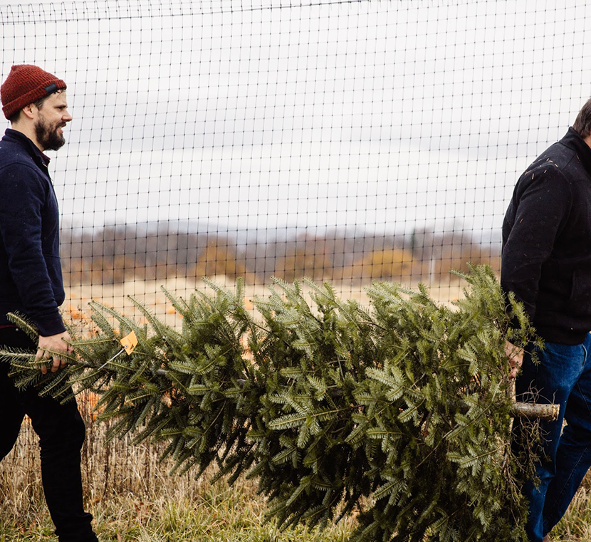 holiday christmas tree farm festive 