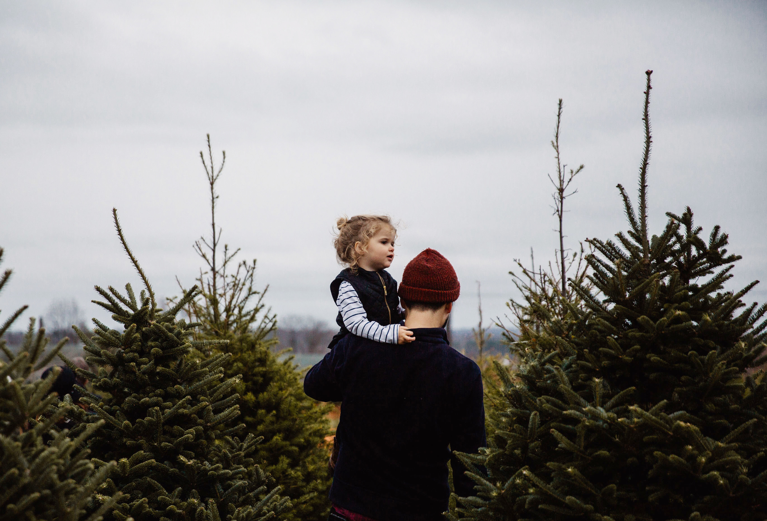 festive holiday christmas tree farm