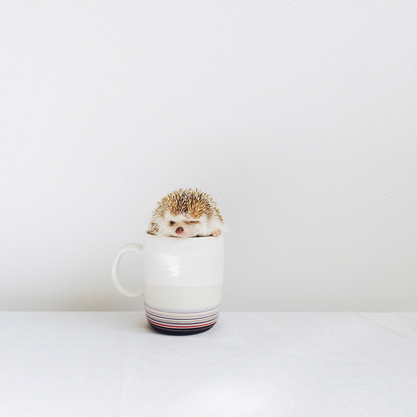 top instagram accounts to follow