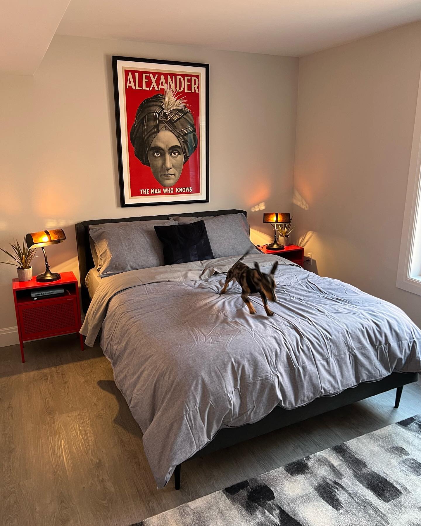 A pop of color and a hint of magic for the magician with panache and a puppy.  #homerevisionnyc #interiordesign #homestyling #bedroomdesign #wayfair