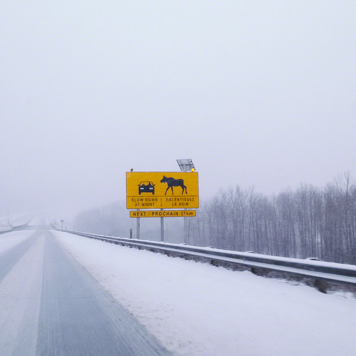 Caution...Moose