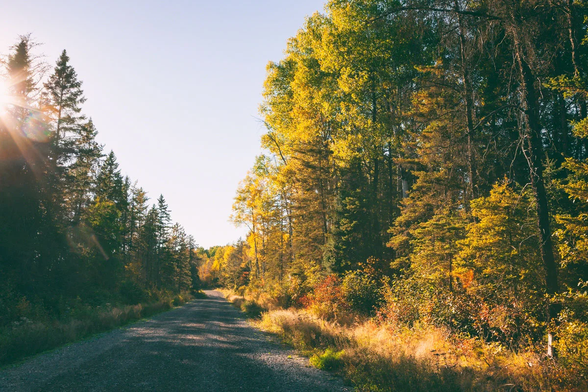 fall-road-trees.jpg