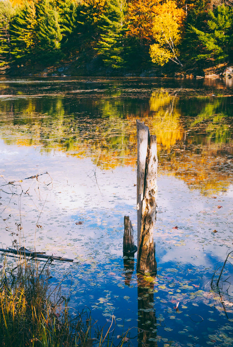 fall-colours-water--trees.jpg