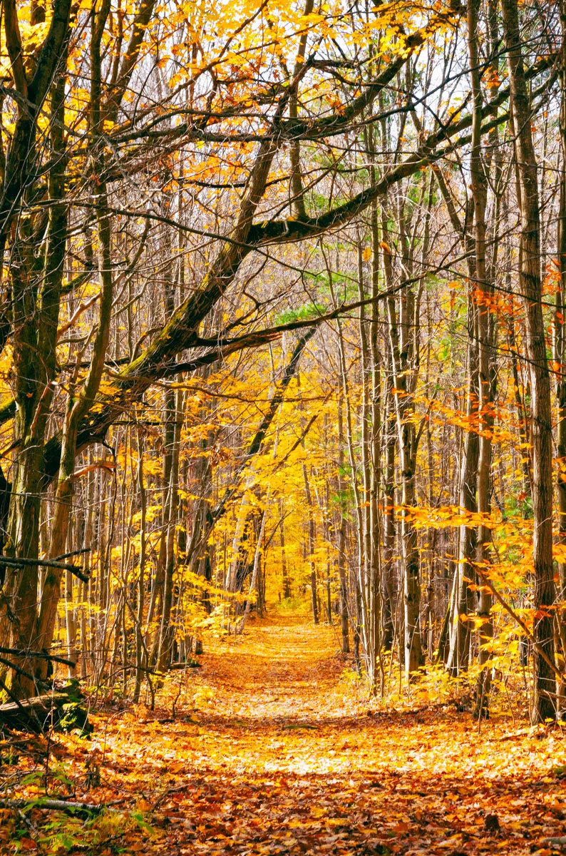 fall-path-forest-leaves.jpg