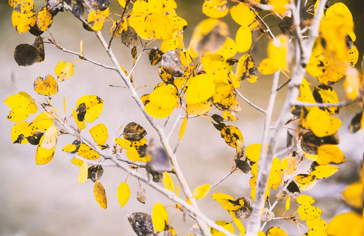 fall-tree-yellow.jpg