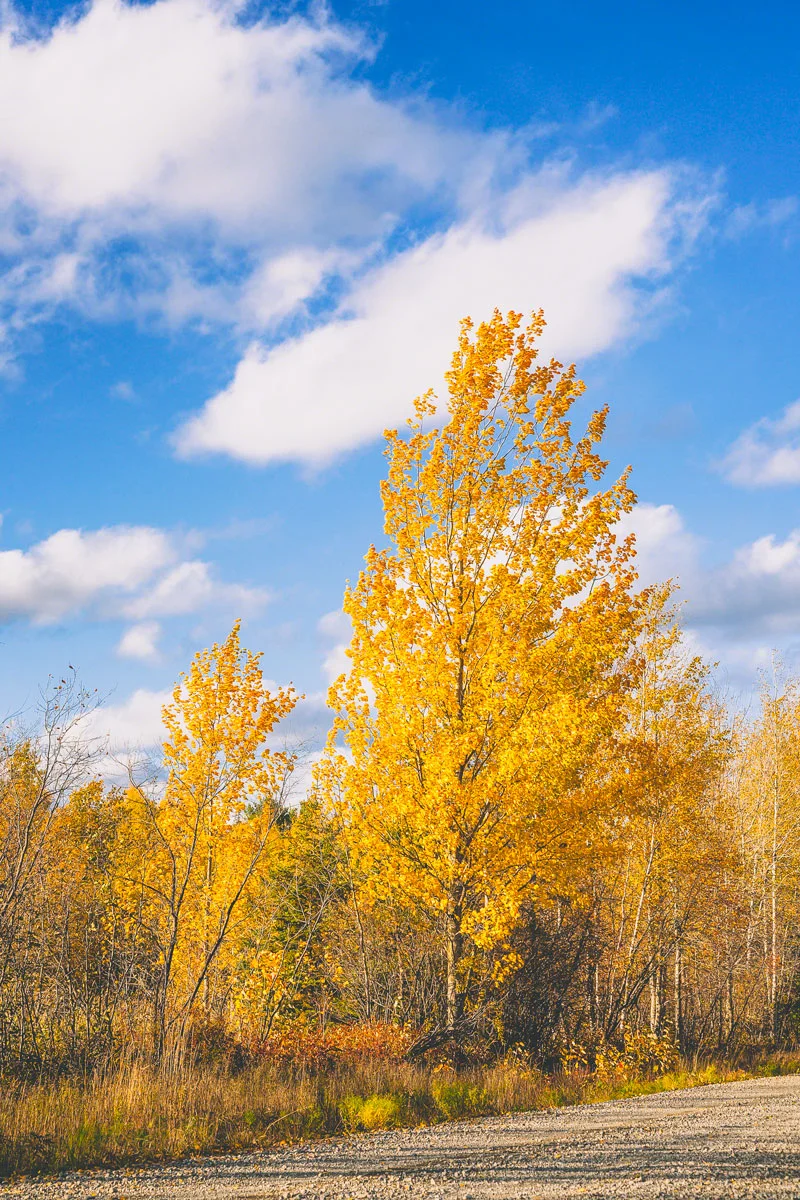 autumn-tree-blue-skies.jpg