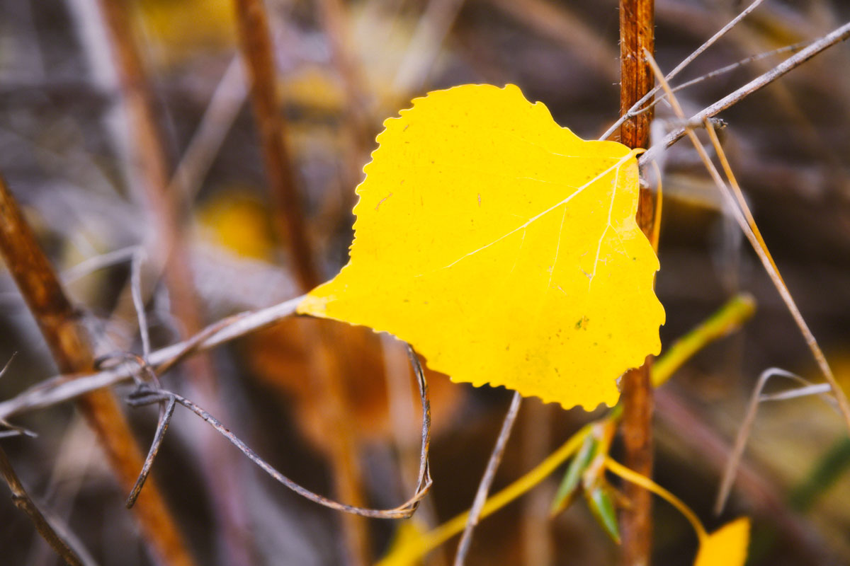 fall-yellow-leaf.jpg