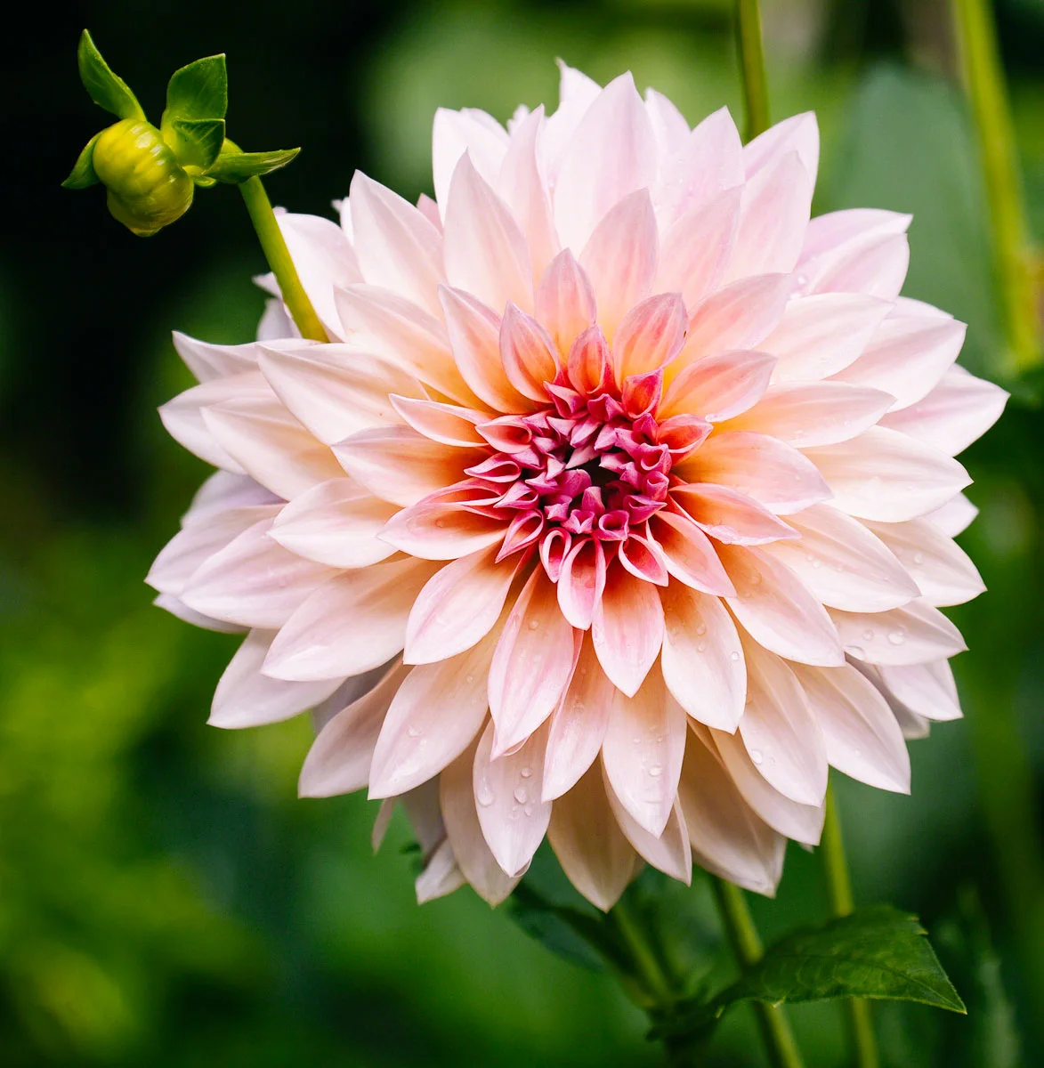 flower-pink-dahlia.jpg