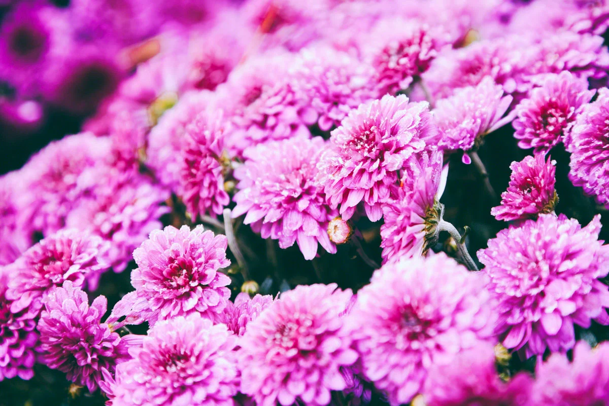 purple-flowers-frost.jpg