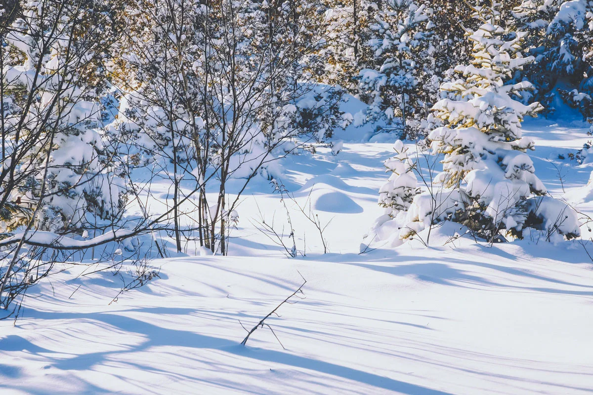 winter-snow-trees.jpg