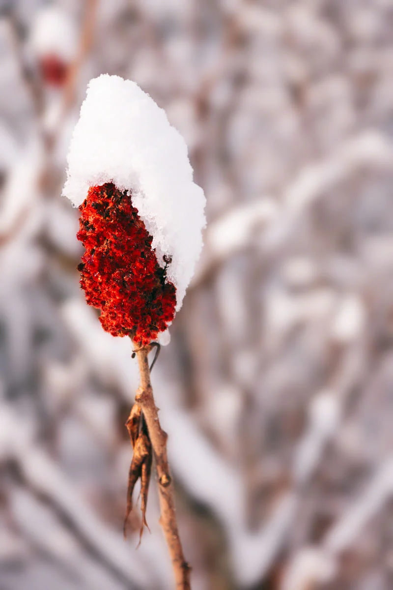 sumac-red-snow-winter.jpg