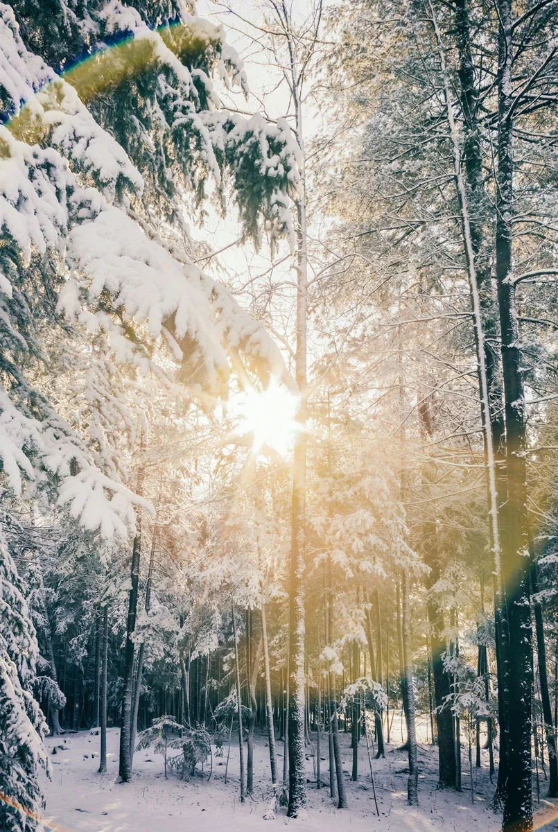 snow-forest-sunburst.jpg