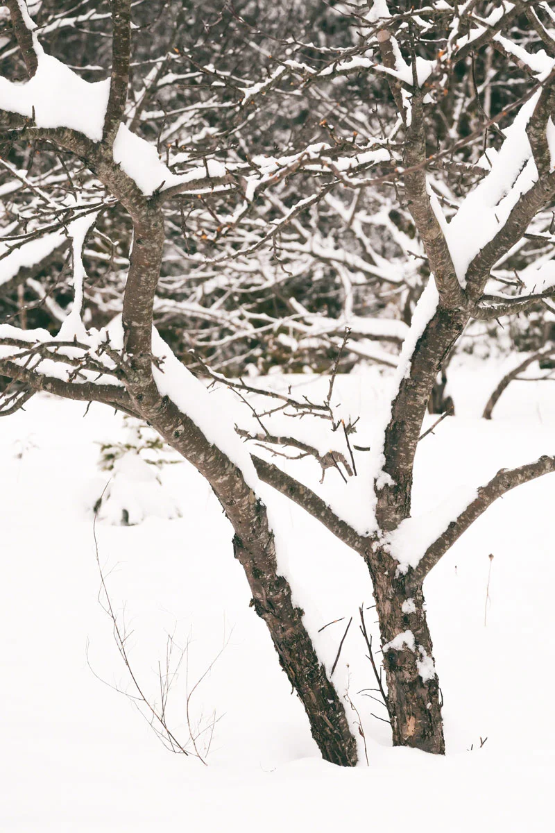 tree-snow-winter.jpg