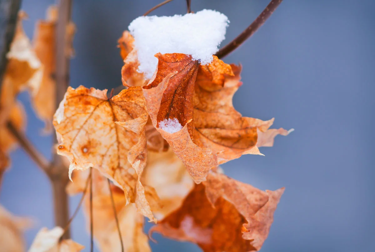leaves-snow-yellow-blue.jpg