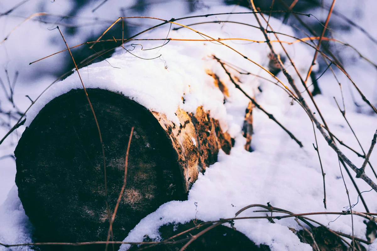 log-snow-winter.jpg