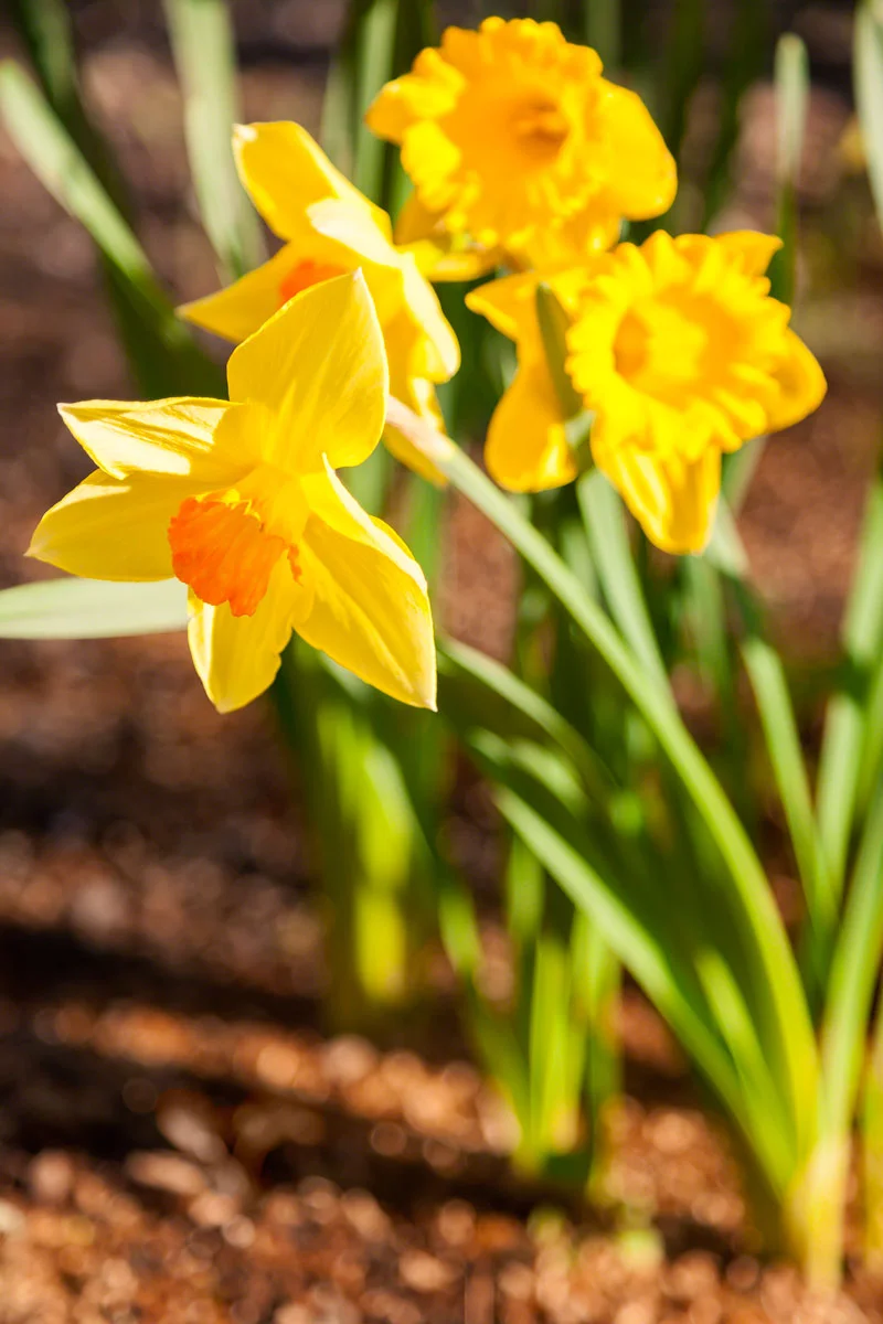daffodil-yellow-spring.jpg