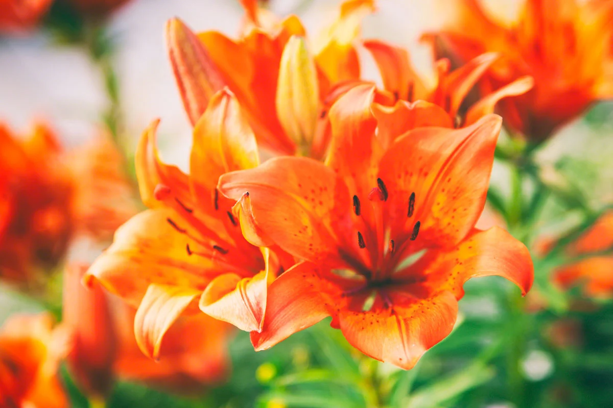 orange-daylily-summer.jpg