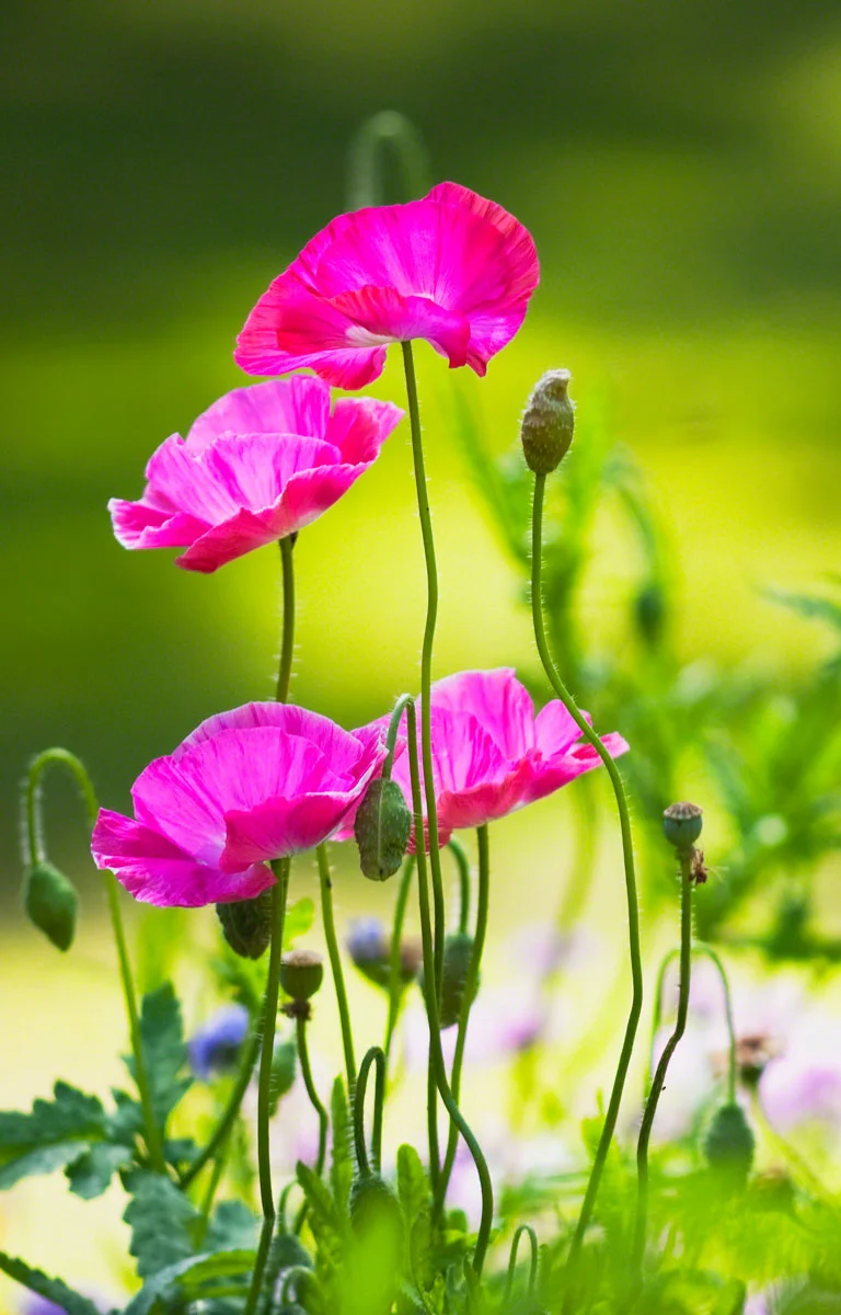 pink-poppy-summer.jpg