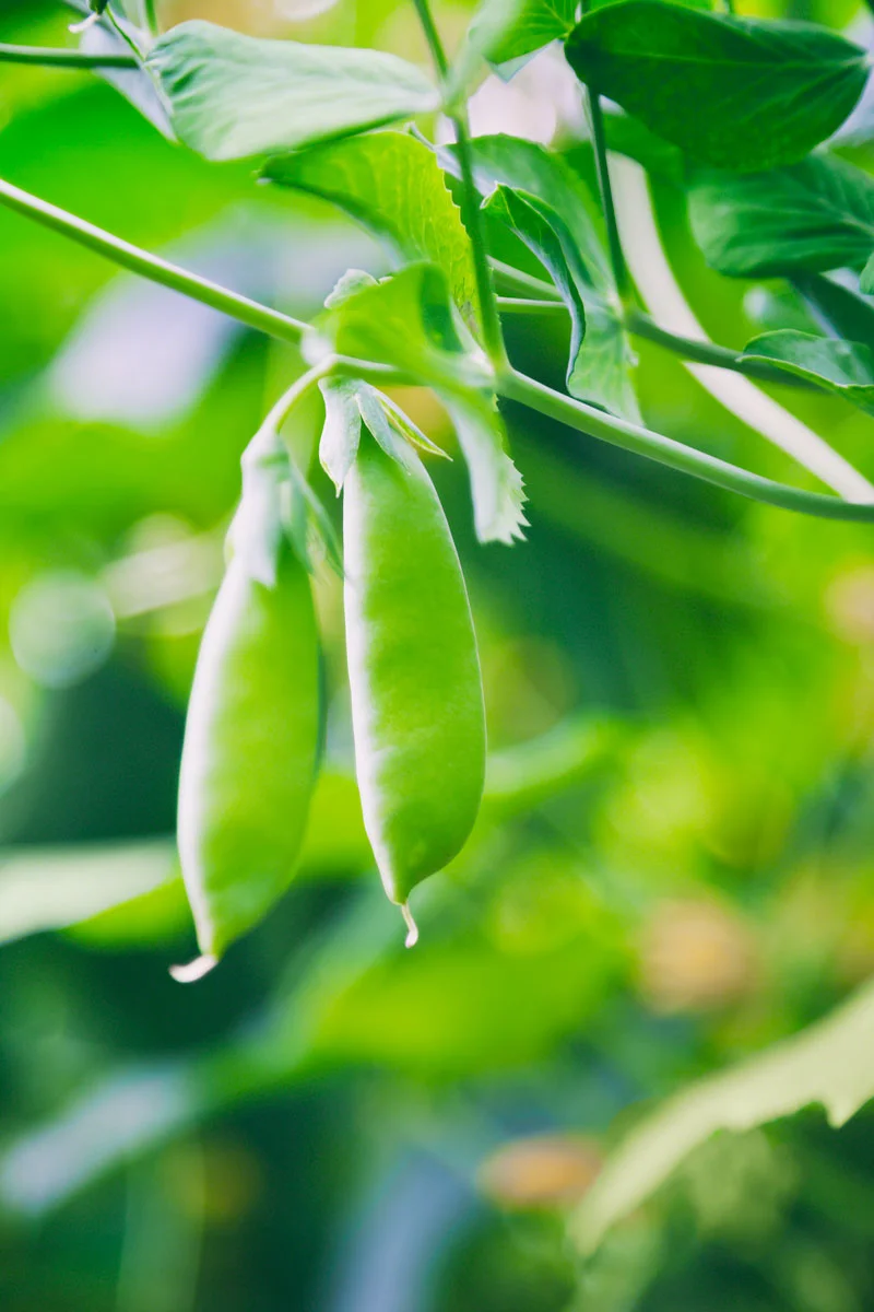 snap-pea-summer-green.jpg