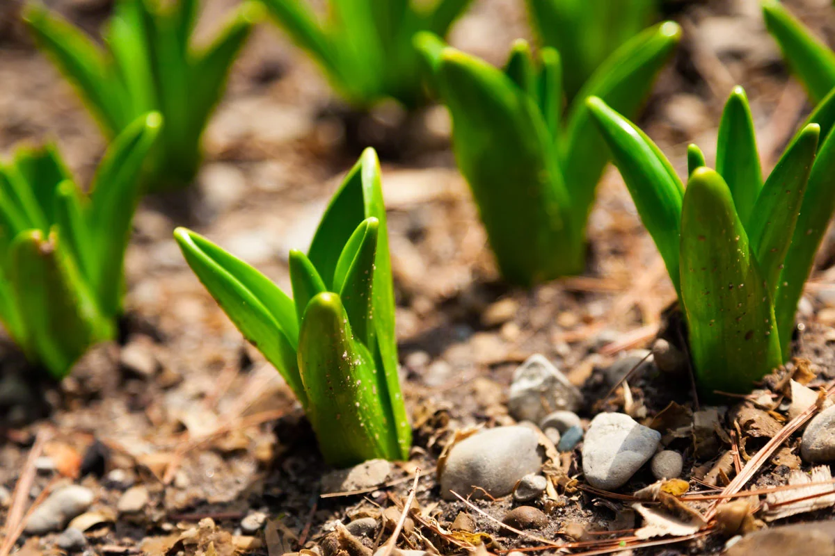 spring-sprouts.jpg