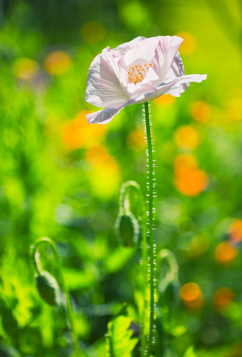 white-poppy-summer.jpg