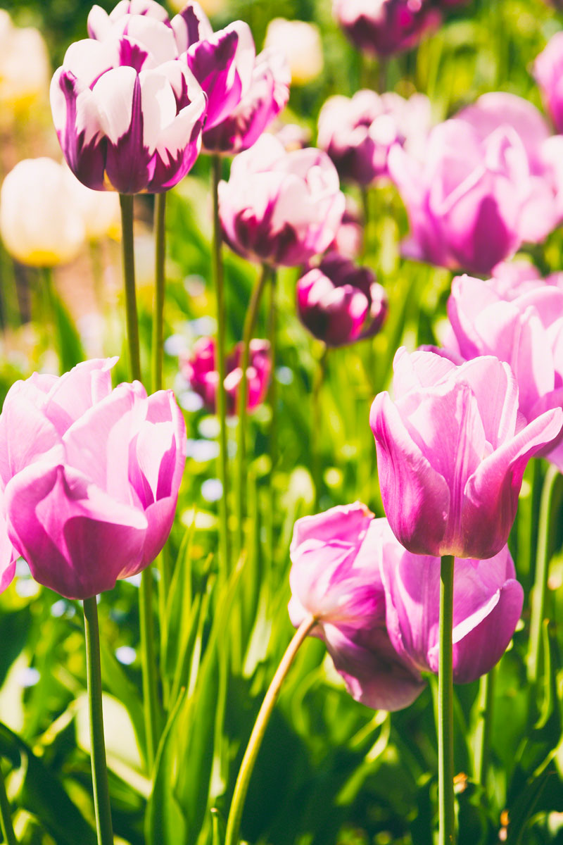 tulips-spring-purple.jpg