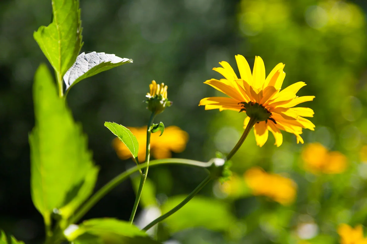 yellow-flower-summer-ontario.jpg