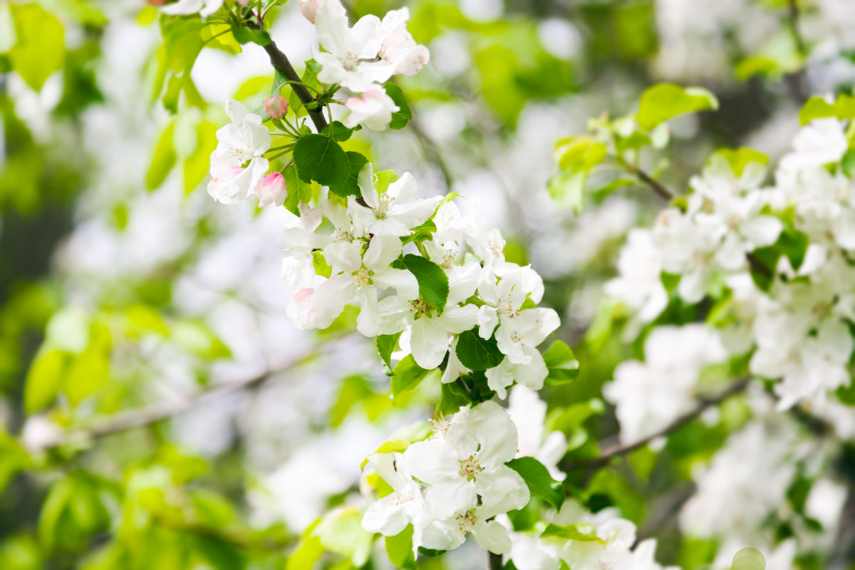 apple_tree-spring-buds.jpg