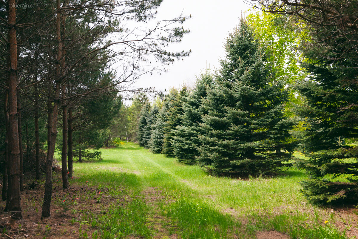 The start of the long and winding driveway