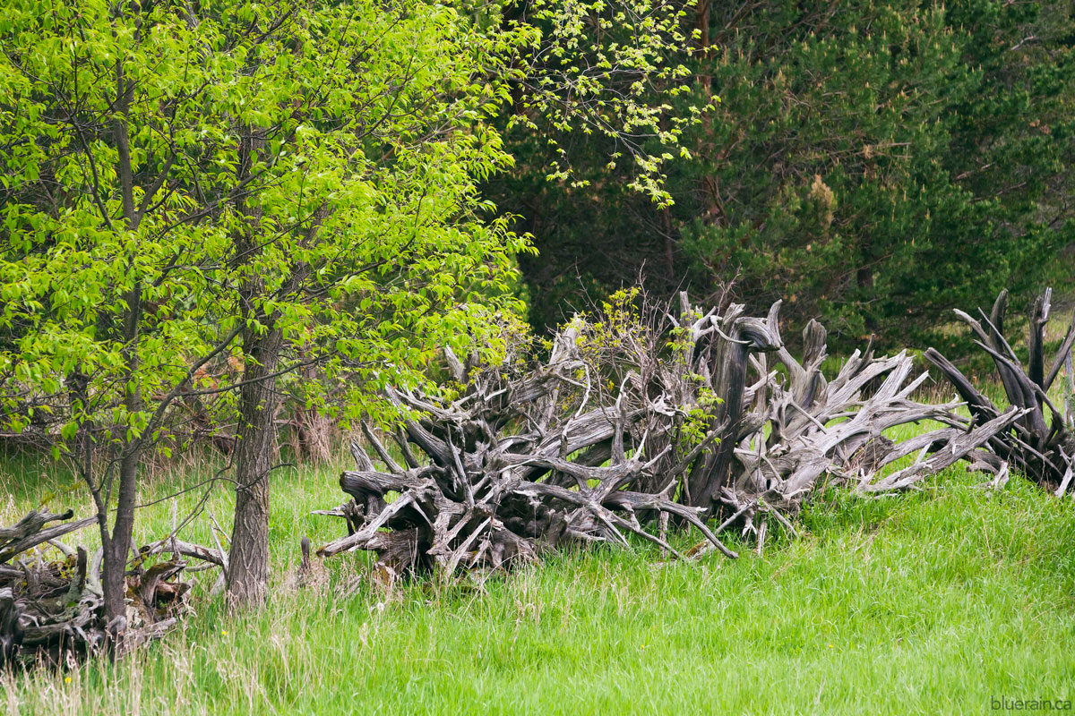 The tree root fences are so structural and appealing - you'll see a lot more of them
