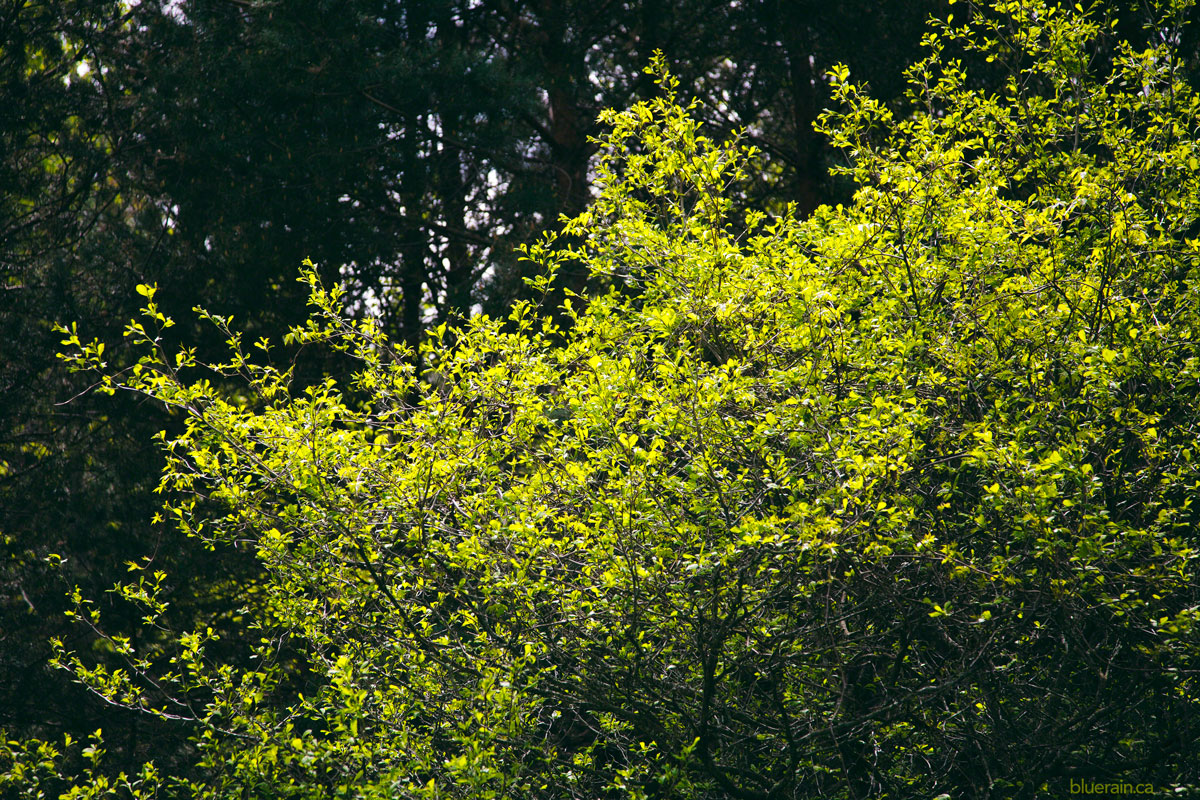 Spring leaves and sunshine