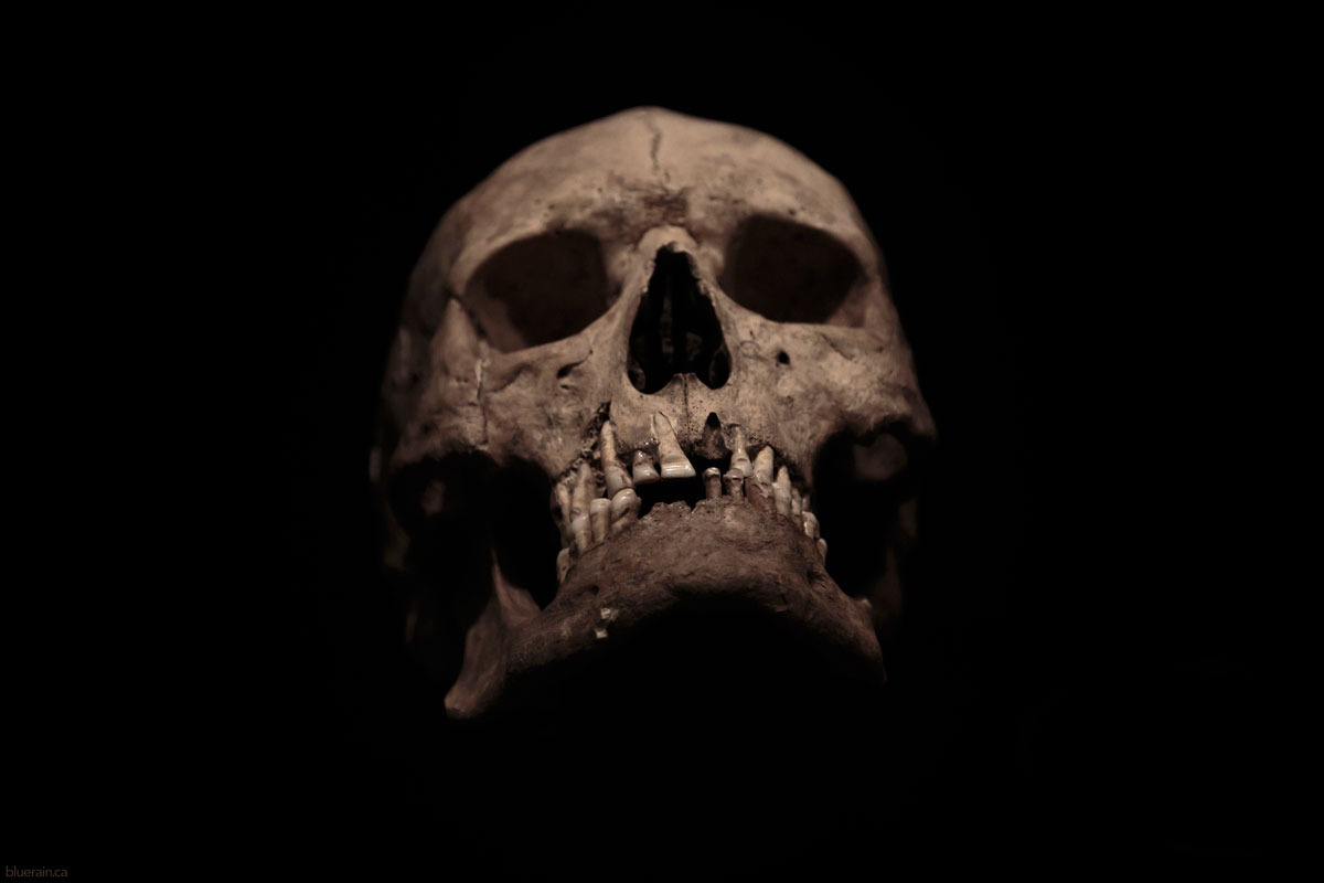 Viking skull