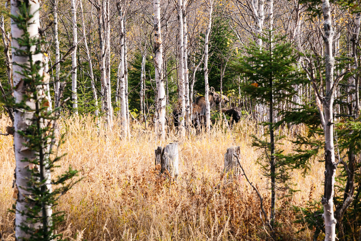 I spy moose.