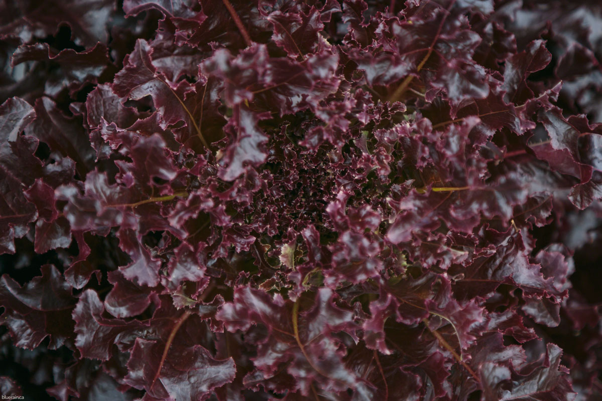 _56A3590ae.jpg