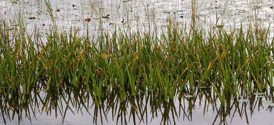 Florida_20171123_0349aecrop.jpg