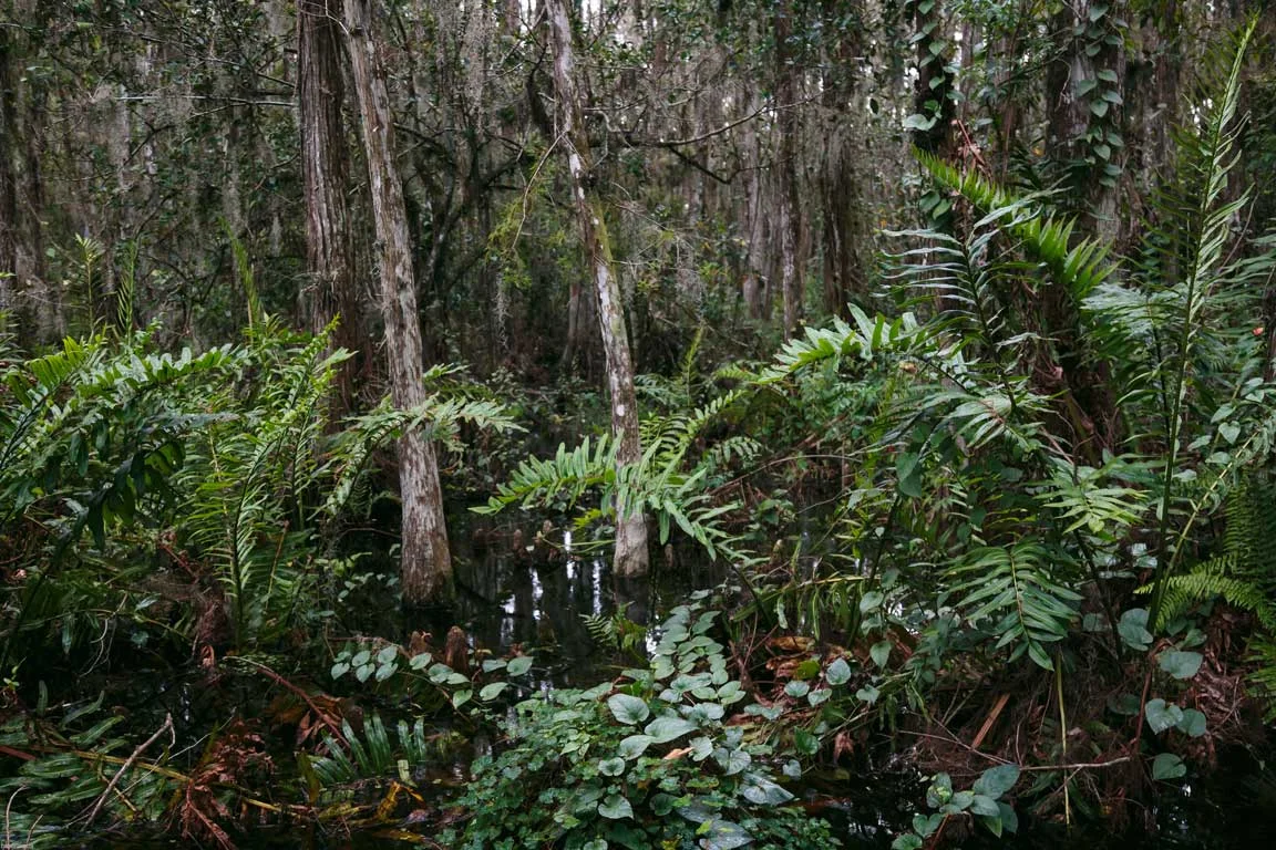 Florida_20171123_0507ae.jpg