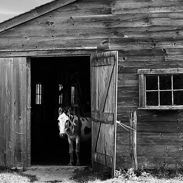 Hello there!
.
.
.
.
.
.
.
.
.
.
#westtisbury #donkey #barndoor #barn #blackandwhitephotography