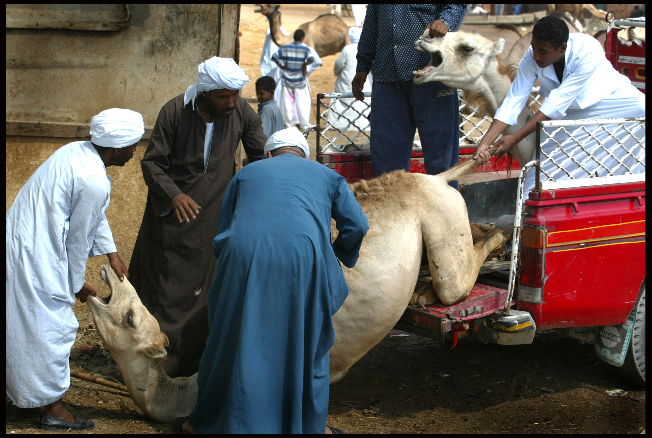 The camel market, Birqash