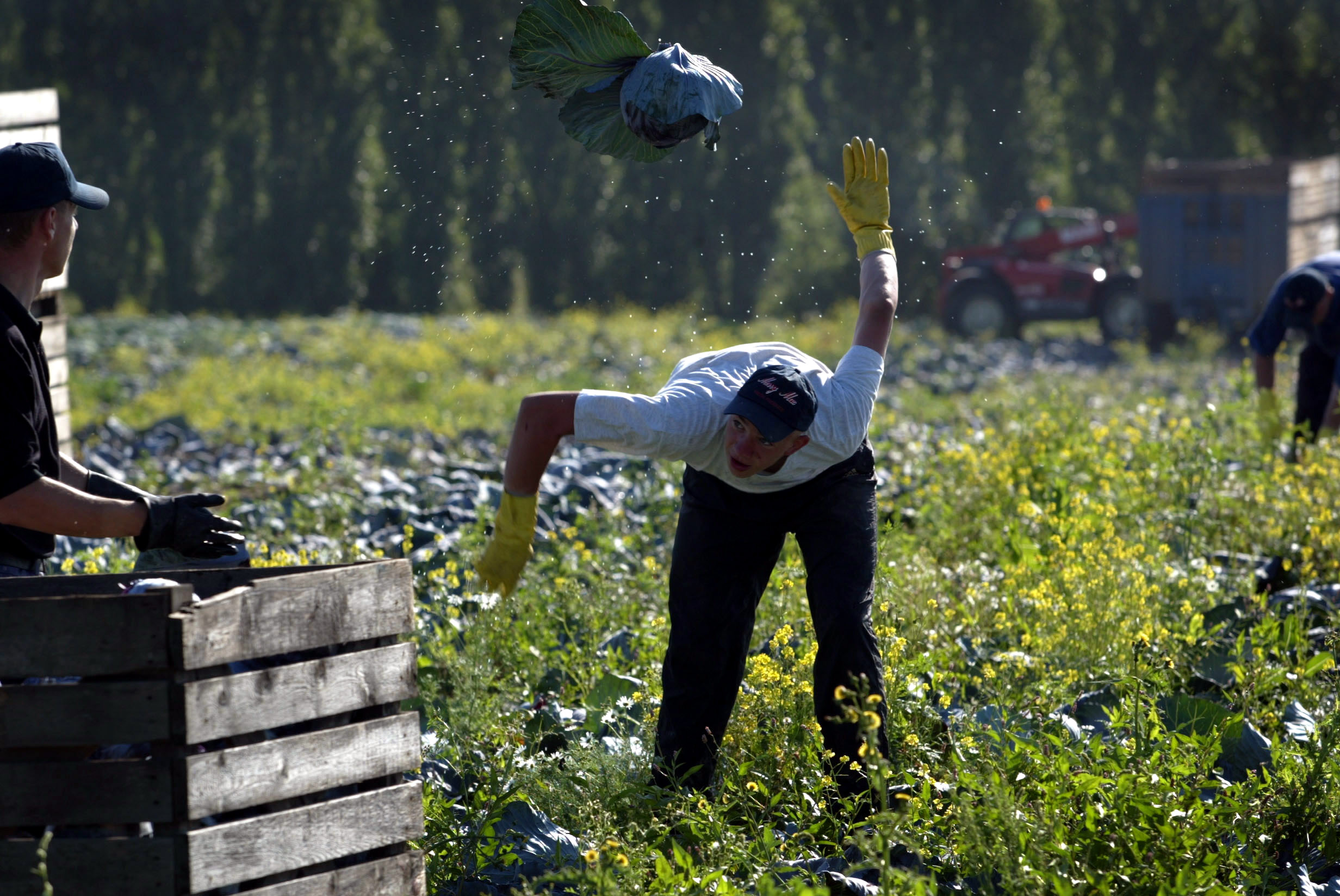 Lithuanian fieldworkers harvest cabbages, Norfolk