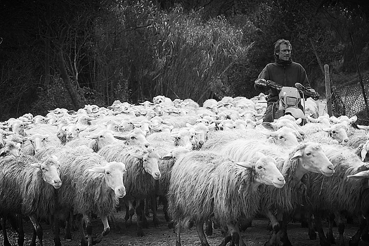 Fattoria Corzano E Paterno, Toscana