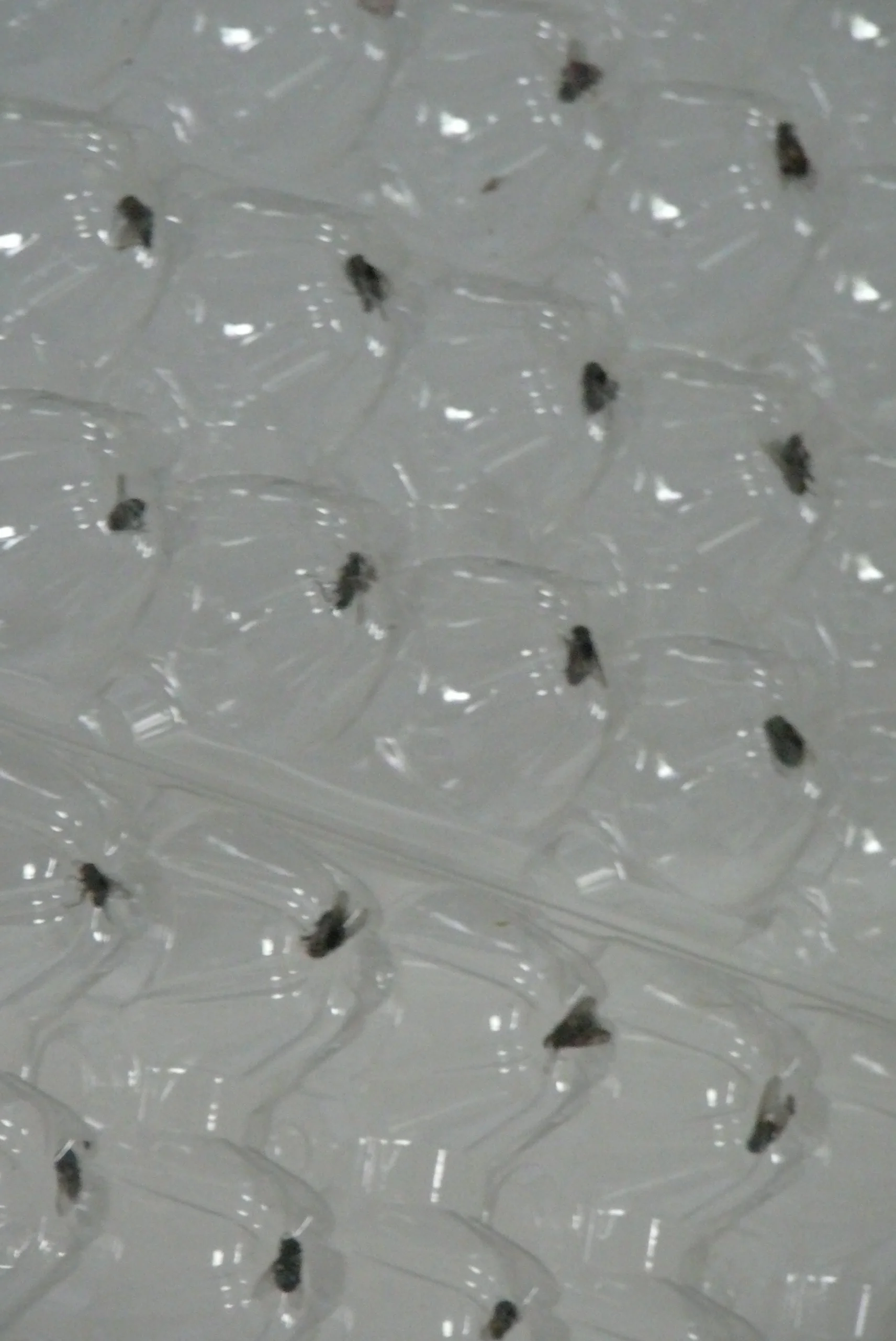 Dead flies set in egg crate, suspended from ceiling.