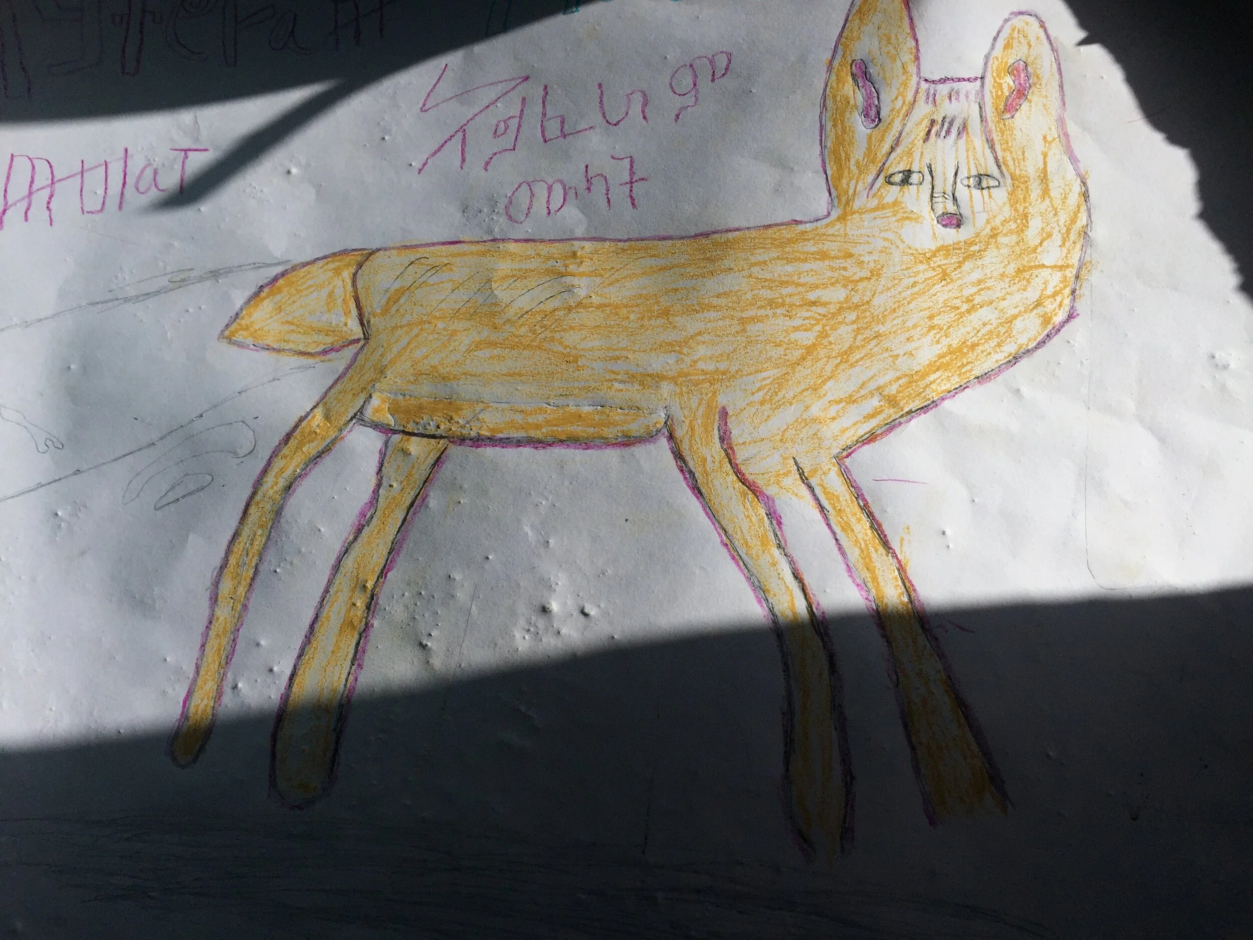 a Fox drawn from a NatGeo flash card