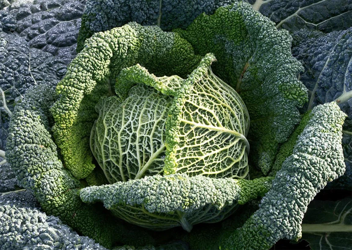 Cabbage 1.jpg