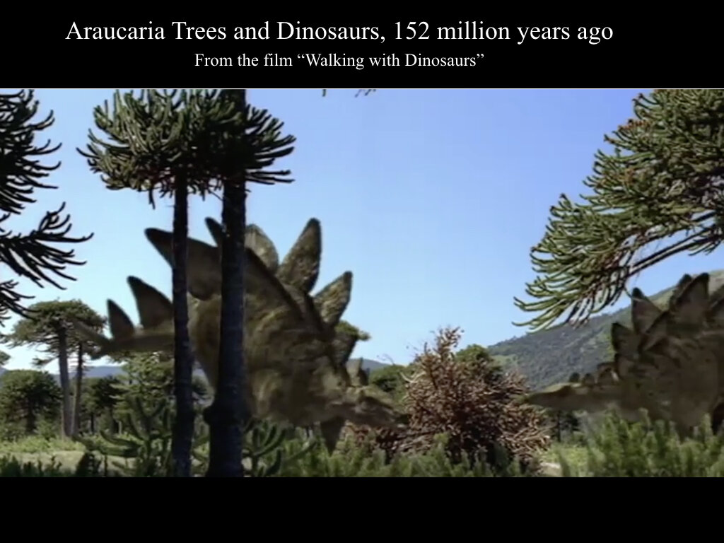 The Araucaria Presentation.004.jpeg