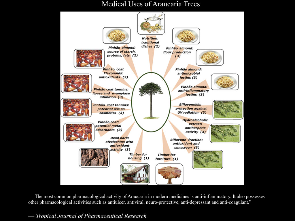 The Araucaria Presentation.007.jpeg