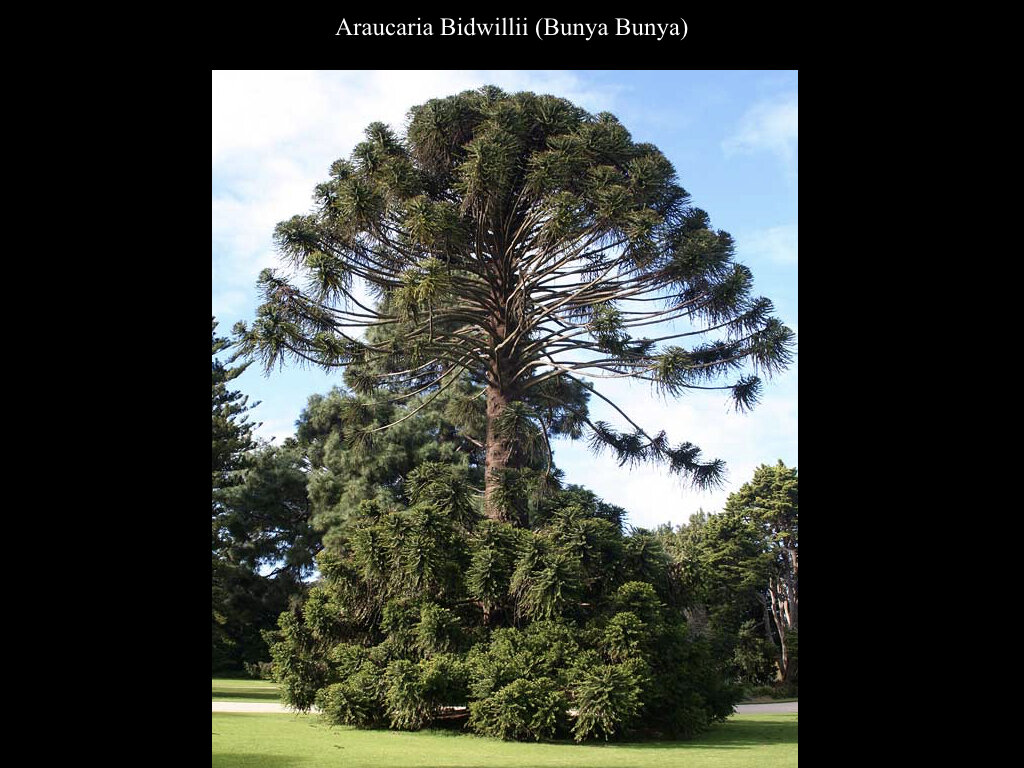 The Araucaria Presentation.008.jpeg