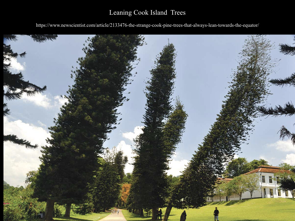 The Araucaria Presentation.020.jpeg