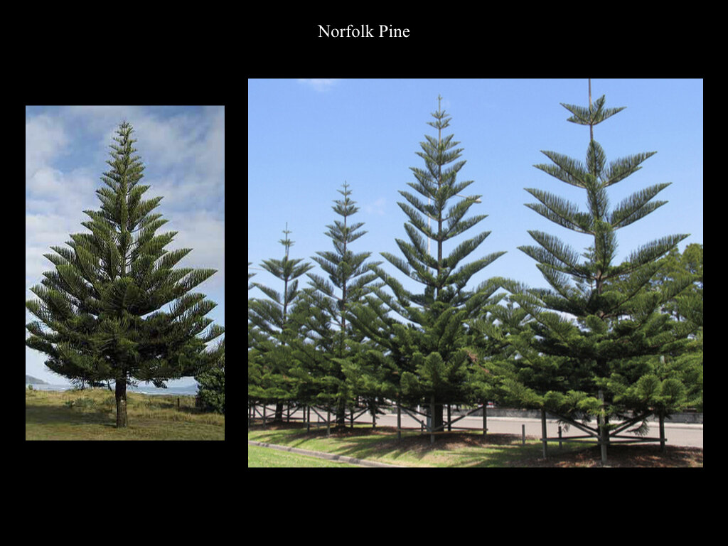 The Araucaria Presentation.022.jpeg