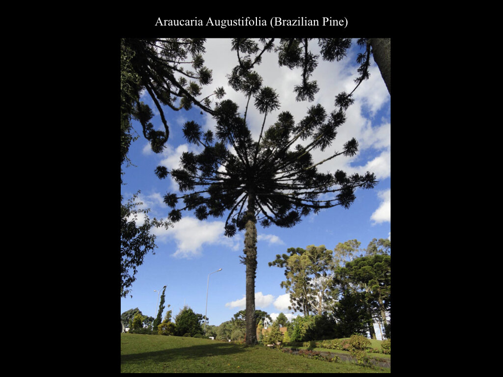 The Araucaria Presentation.024.jpeg