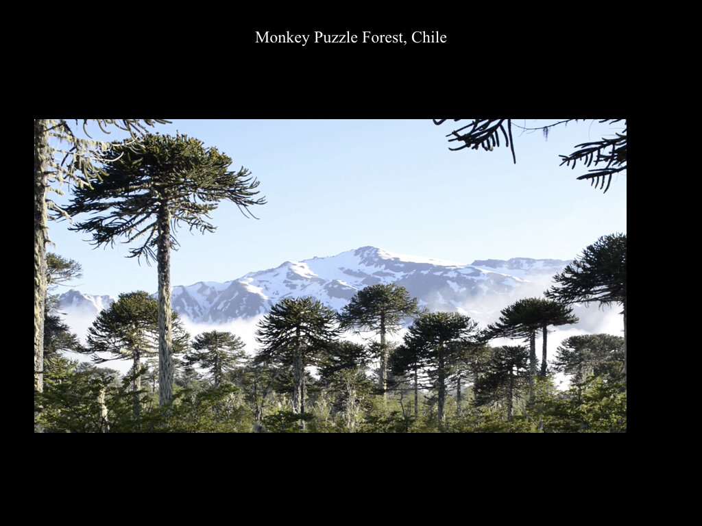 The Araucaria Presentation.026.jpeg
